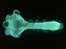 4.5"/145 GRAM GLOW IN THE DARK HEAVY PIPE