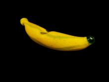 5.5" BANANA PIPE