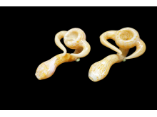 4'-115 Gr HAND PIPE WITH HORNS